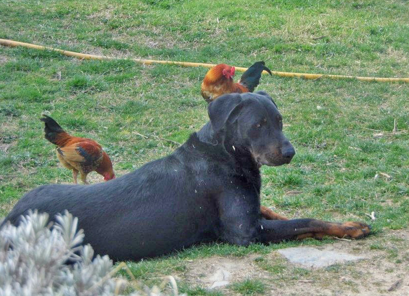 domainedelalicorne.fr photo chien beauceron photo chiot beauceron Elevage de beauceron chiot beauceron pure race élevage du clos de la licorne elevage des gardiens de la licorne elevage beauceron noir et feu authentique gros gabarits élevage de Beauceron familial sérieux et qualité domainedelalicorne.fr suivi des chiots conseil d’éducation chiot propre bas rouge santé caractère spécialiste du beauceron noir et feu ou arlequin chien rustique berger de France  nos chiots sont élevés avec amour et attention notre passion au service de la qualité Beauceron de qualité et sportif domaine de la licorne 04380 BARRAS élevage en liberté éleveur berger de beauce élevage de beauceron de travail 06 11 20 51 93 site domainedelalicorne.fr mail domainedelalicorne@gmail.com